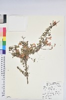 藏品(細葉杜鵑、南湖杜鵑、志佳陽杜鵑)的圖片