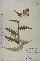 藏品(細川氏薊)的圖片