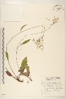藏品(刀傷草)的圖片