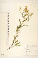 藏品(一枝黃花)的圖片