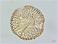 藏品(伊澤山龍膽)的圖片