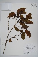 藏品(臺灣赤楊、臺灣榿木)的圖片