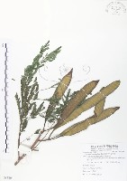 藏品(銀合歡)的圖片