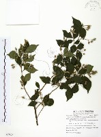 藏品(烏皮九芎、奮起湖野茉莉)的圖片