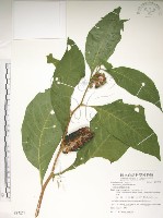 藏品(日本商陸、圓果商陸)的圖片