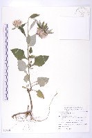 藏品(臺灣青木香)的圖片