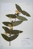 藏品(大花忍冬)的圖片