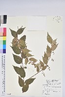 藏品(白珠樹)的圖片