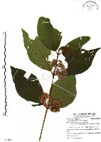 藏品(杜虹花，台灣紫珠)的圖片