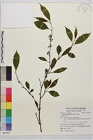 藏品(畢祿山鼠李)的圖片