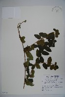 藏品(忍冬、金銀花)的圖片