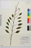 藏品(畢祿山鼠李)的圖片