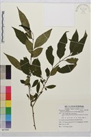 藏品(畢祿山鼠李)的圖片