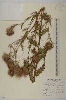 藏品(鱗毛薊)的圖片