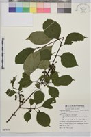 藏品(中原氏鼠李)的圖片