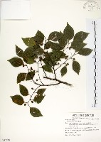 藏品(朴樹)的圖片