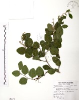 藏品(馬甲子)的圖片