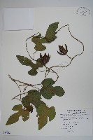 藏品(異葉馬兜鈴)的圖片