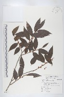 藏品(軟毛柿)的圖片