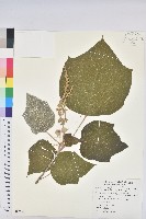 藏品(野桐)的圖片