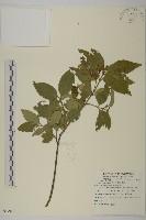 藏品(刺果衛矛)的圖片