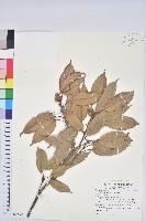 藏品(赤柯、赤椆、森氏櫟)的圖片