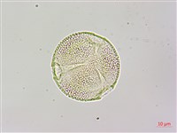 藏品(黑果馬交兒)的圖片