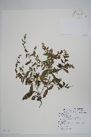 藏品(盾果草)的圖片