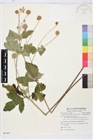 藏品(小白頭翁、野棉花)的圖片