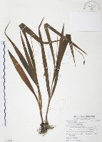 藏品(臺灣白及)的圖片