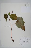 藏品(水鴨腳)的圖片