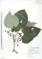 藏品(山桐子)的圖片