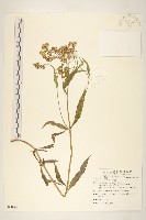 藏品(黃菀)的圖片