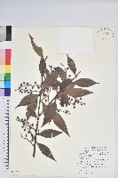 藏品(珍珠花、長尾葉越橘)的圖片