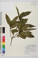 藏品(鈍齒鼠李)的圖片