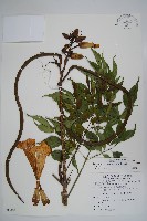 藏品(山菜豆)的圖片