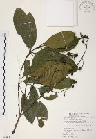 藏品(山香圓)的圖片