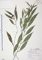 藏品(柚葉藤)的圖片