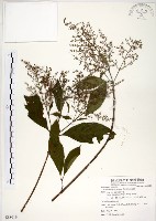 藏品(水金京)的圖片