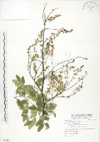 藏品(搭肉刺)的圖片