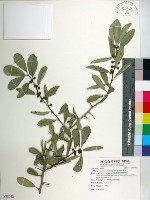 藏品(柘樹)的圖片