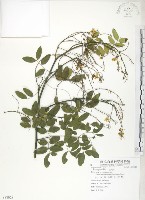 藏品(搭肉刺)的圖片