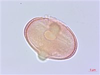 藏品(濱防風)的圖片