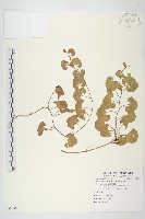 藏品(濱旋花)的圖片