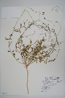 藏品(細葉蘭花參)的圖片