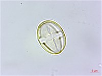 藏品(三斗石櫟)的圖片