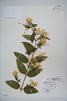 藏品(裡白忍冬、紅腺忍冬)的圖片