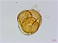 藏品(西施花、青紫木)的圖片