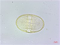 藏品(日本前胡)的圖片