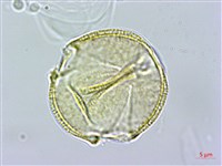 藏品(百金)的圖片